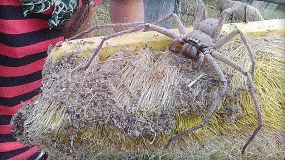 Арагог паук Австралия