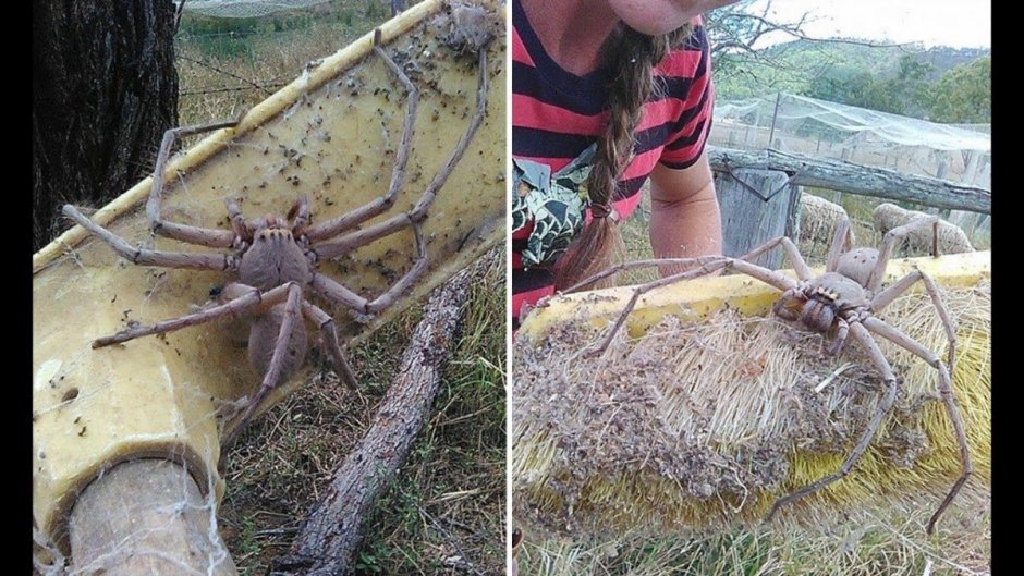 Гигантские пауки охотники Австралия