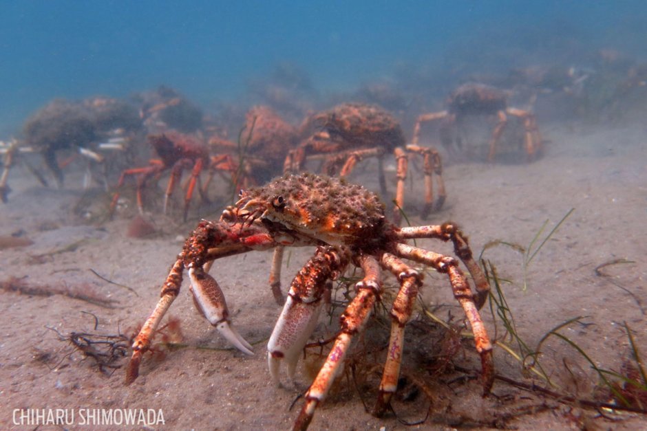 Австралийский крабовый паук
