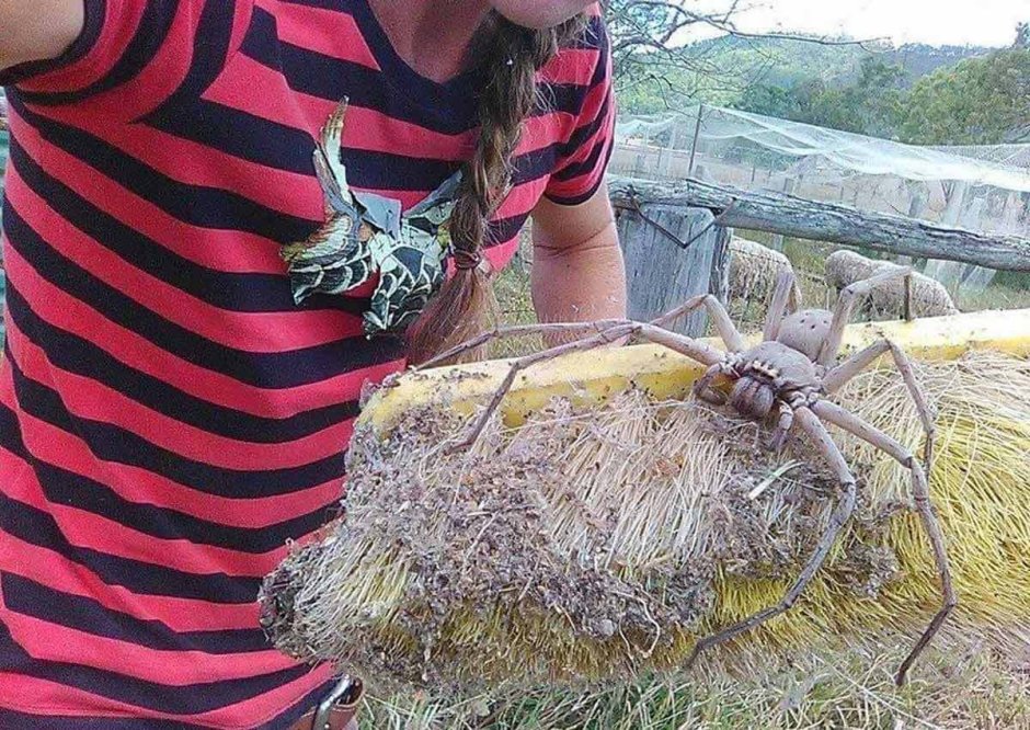 Австралийский паук охотник большой