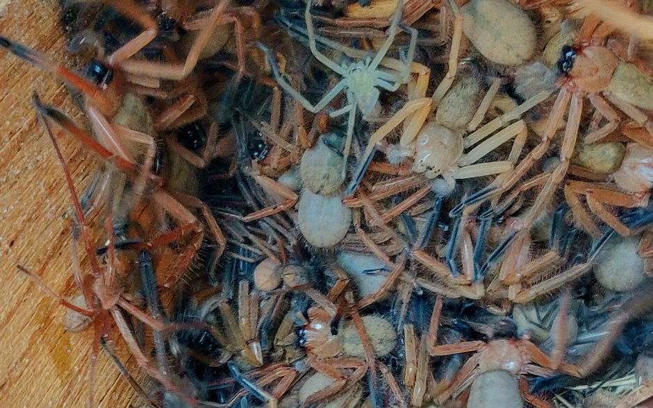 Паук Хантсмен Австралии