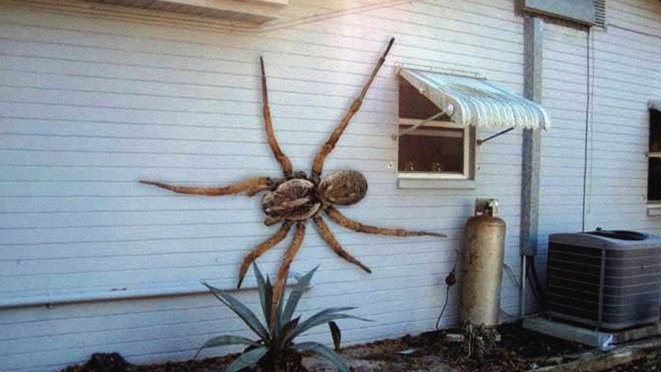 Огромные пауки в доме