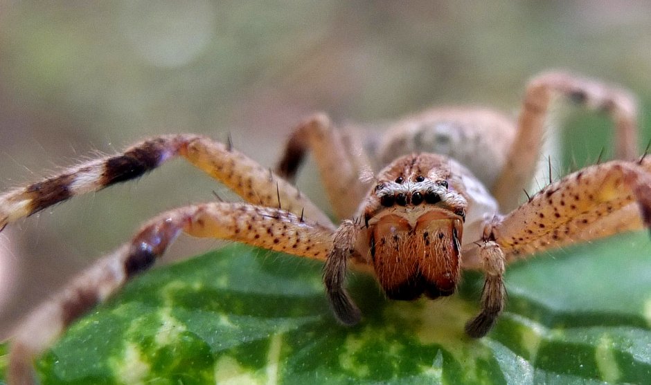 Гнездо паука охотника
