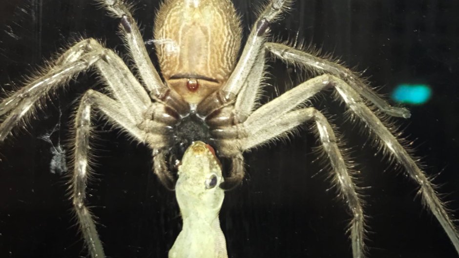 Австралийский паук охотник