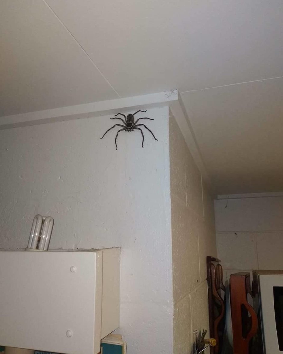 Гигантские пауки охотники Австралия