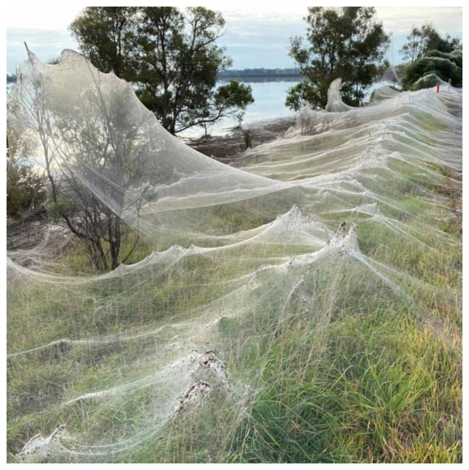 Сезон пауков в Австралии 2020