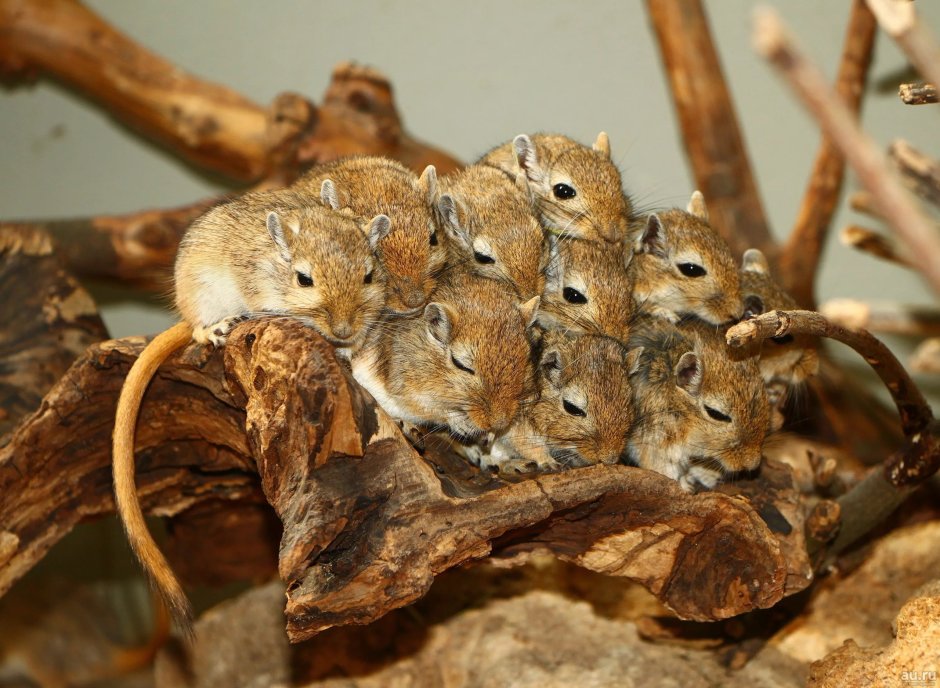 Короткоухая Песчанка