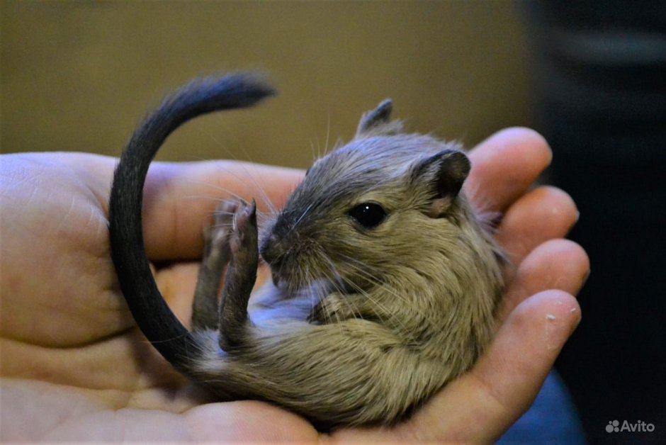 Большая Песчанка rhombomys Opimus фото