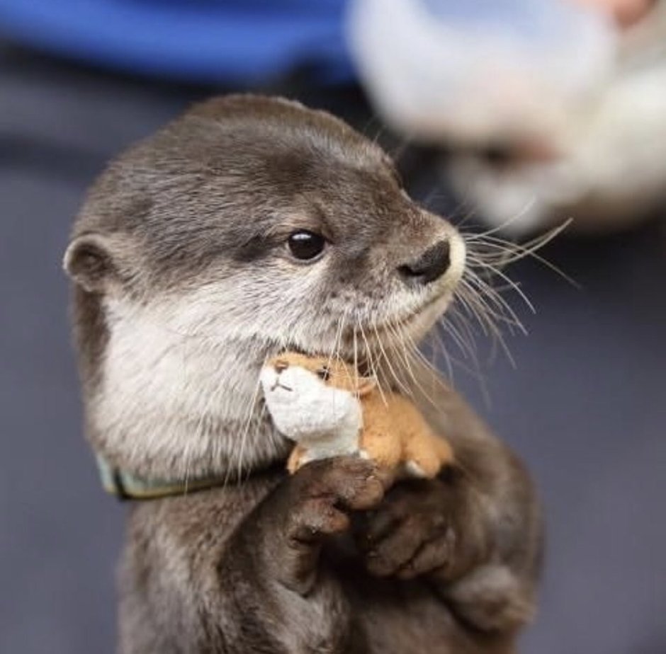 Выдра Otter