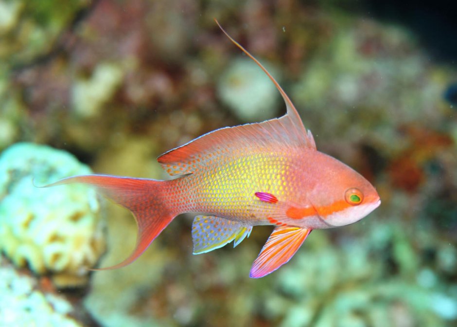 Антиас Купера., m /Pseudanthias cooperi