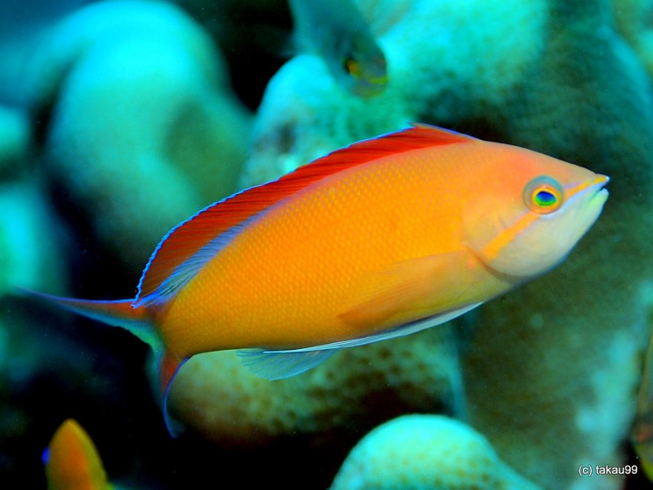 Anthias squamipinnis