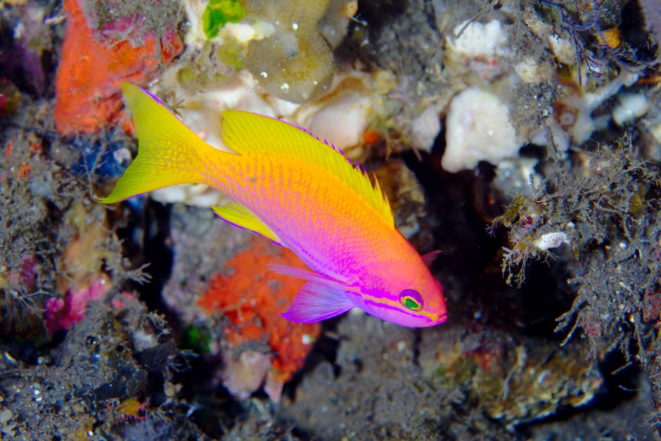 Anthias аквариумная рыбка