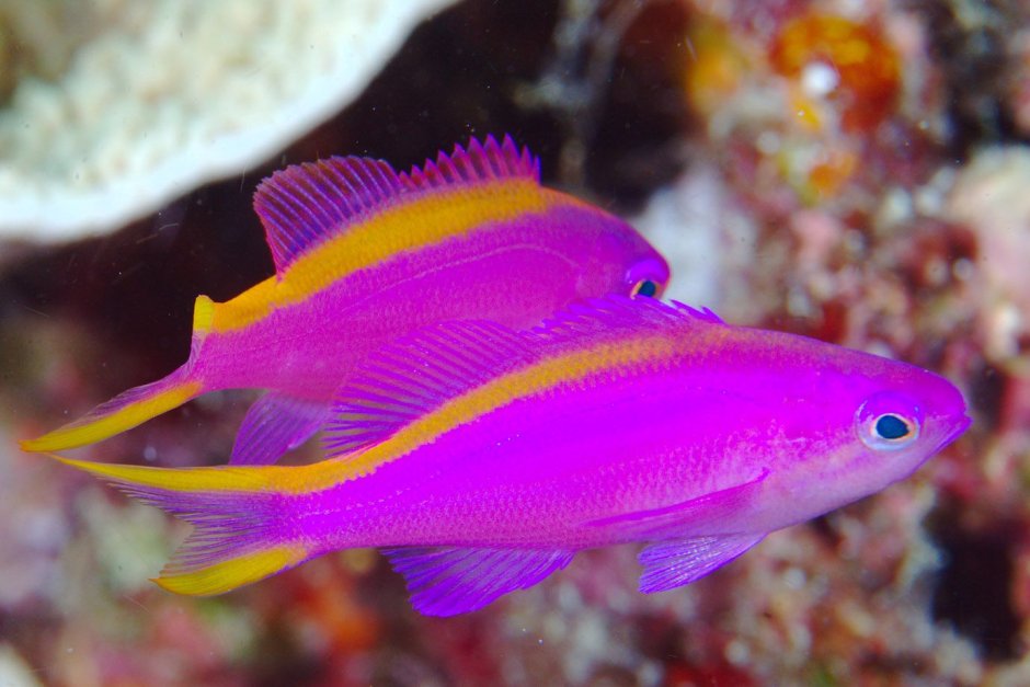 Pseudanthias pulcherrimus
