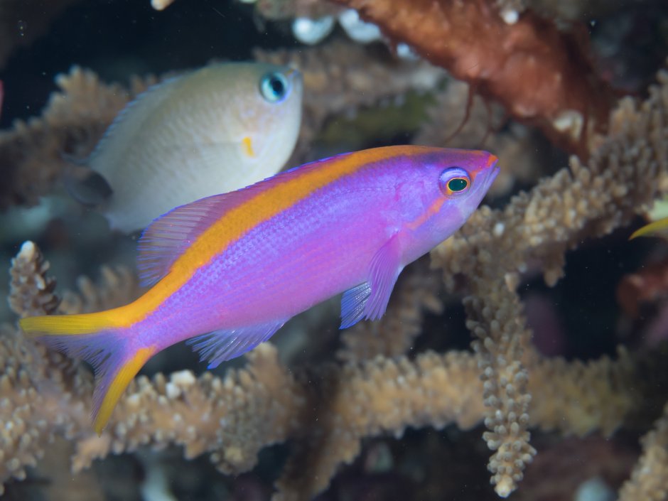Anthias Anthias