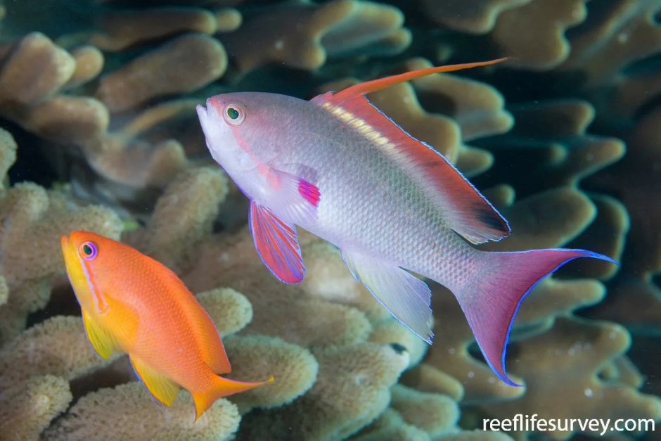 Pseudanthias squamipinnis