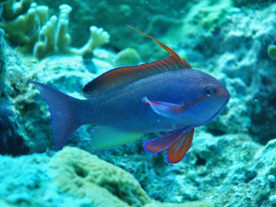 Антиас Краснощекий (самка) , м /Pseudanthias Hutchi (f)