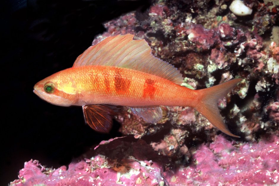 Pseudanthias evansi