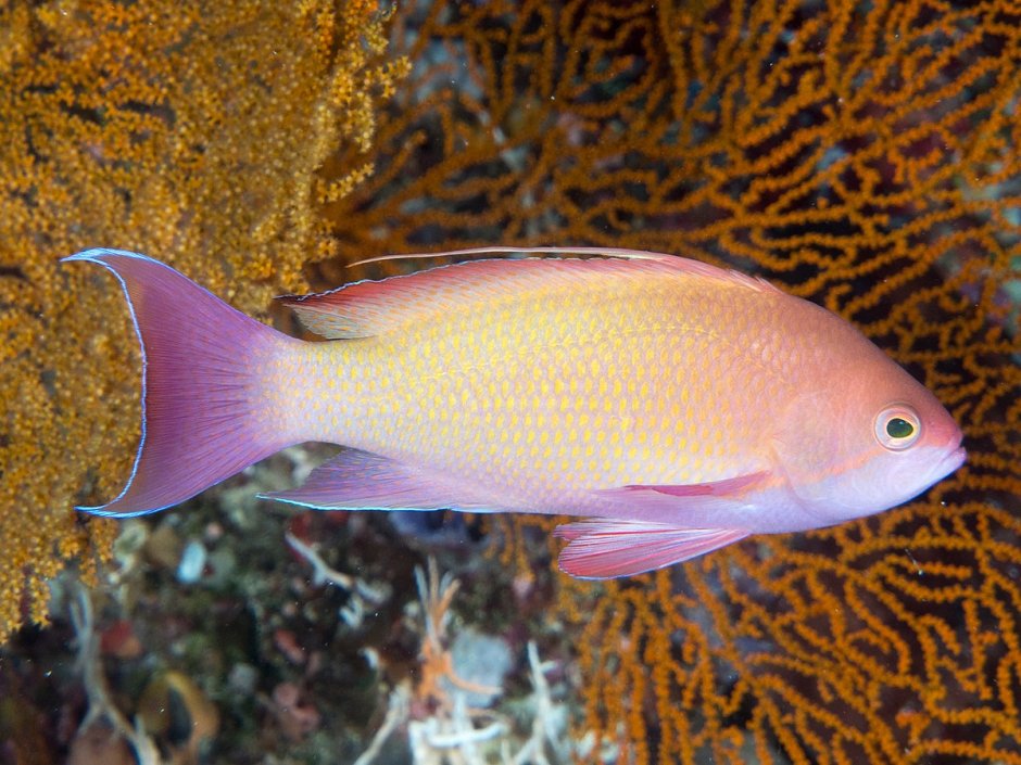 Pseudanthias squamipinnis