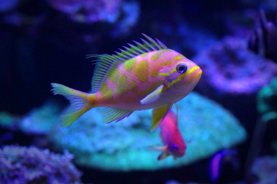 Pseudanthias squamipinnis