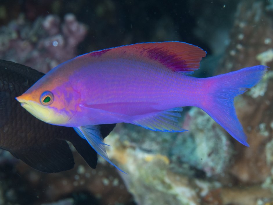 Anthias squamipinnis
