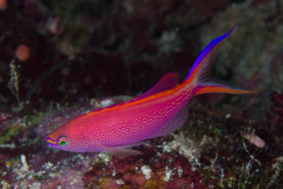 Pseudanthias huchtii