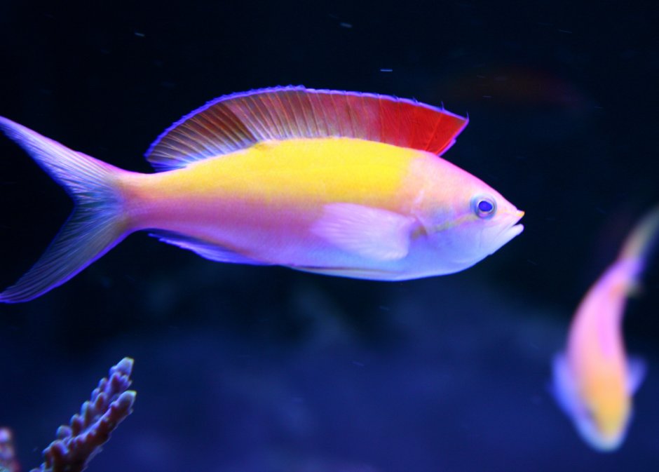 Антиас Краснощекий (самка) , м /Pseudanthias Hutchi (f)