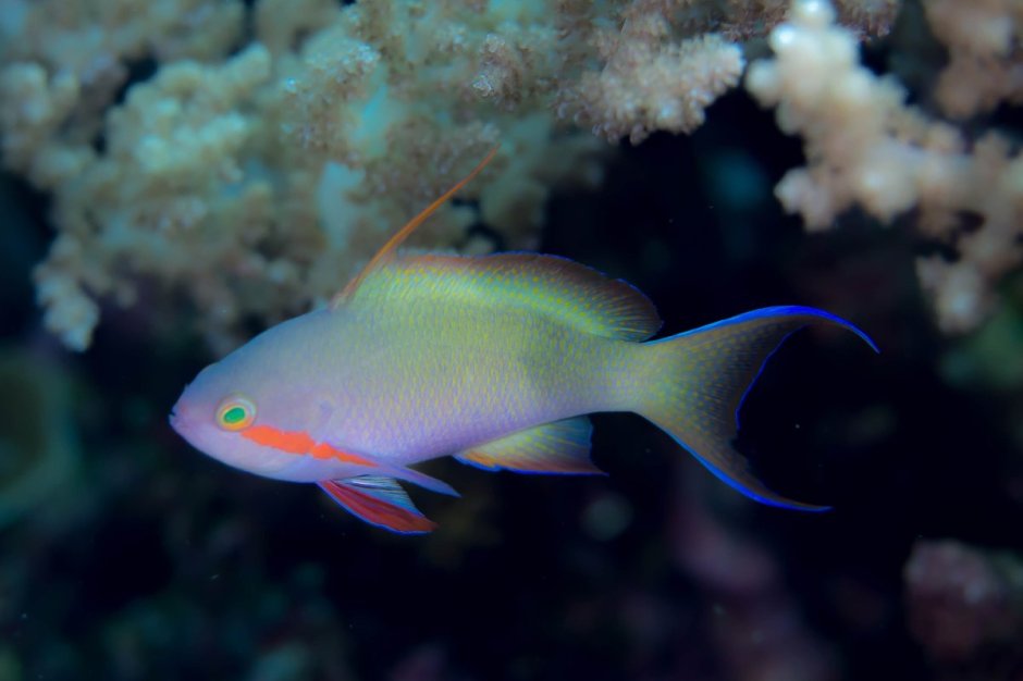 Anthias Anthias