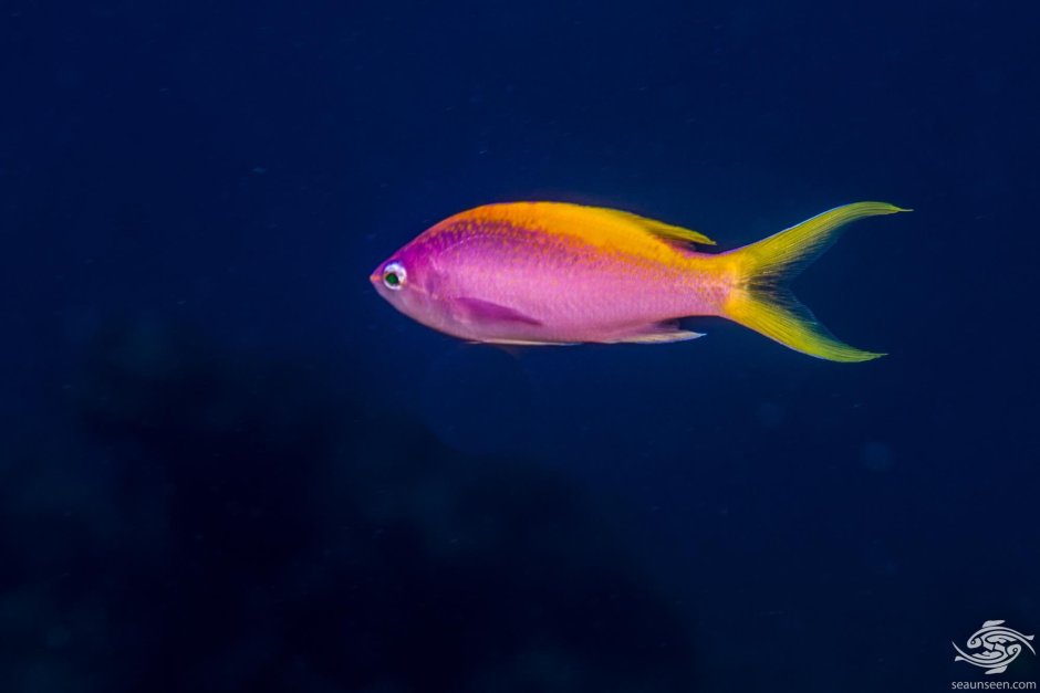 Антиас обыкновенный Полиприон(самец), m /Pseudanthias squamipinnis (m)