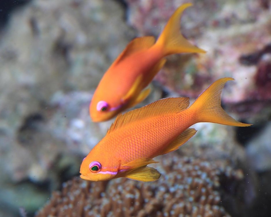 Pseudanthias pleurotaenia