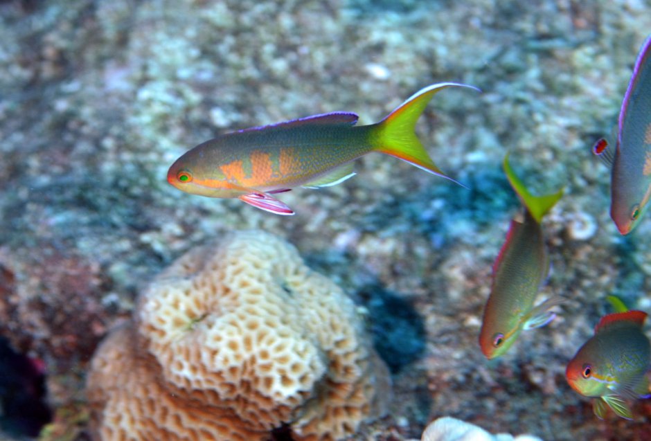 Pseudanthias kashiwae