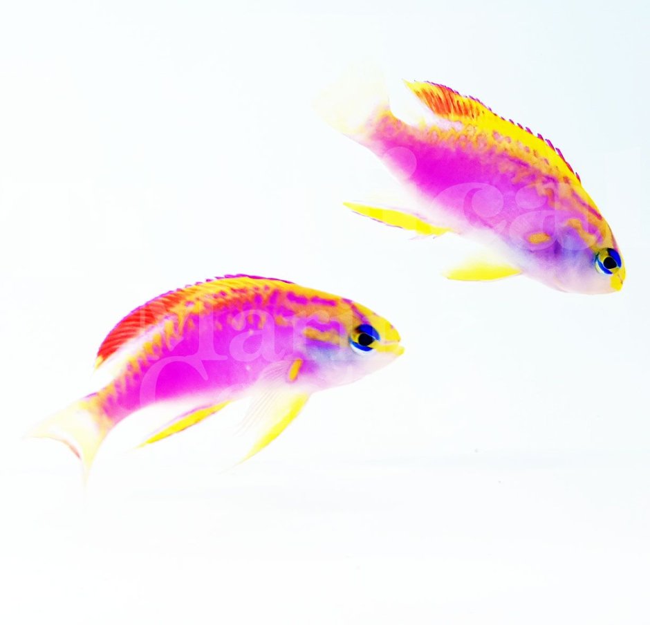 Pseudanthias squamipinnis