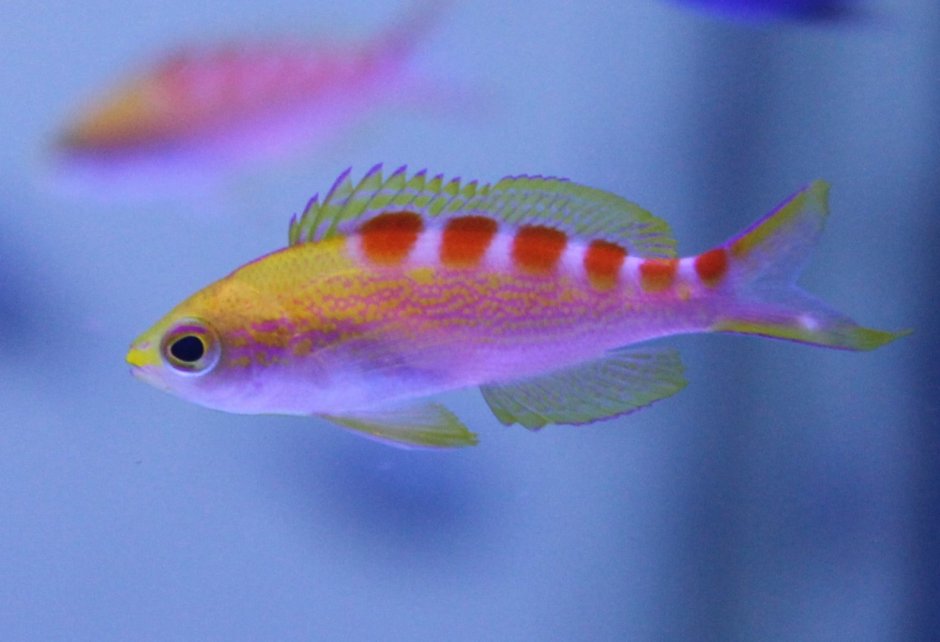 Striped Anthias аквариумная рыбка