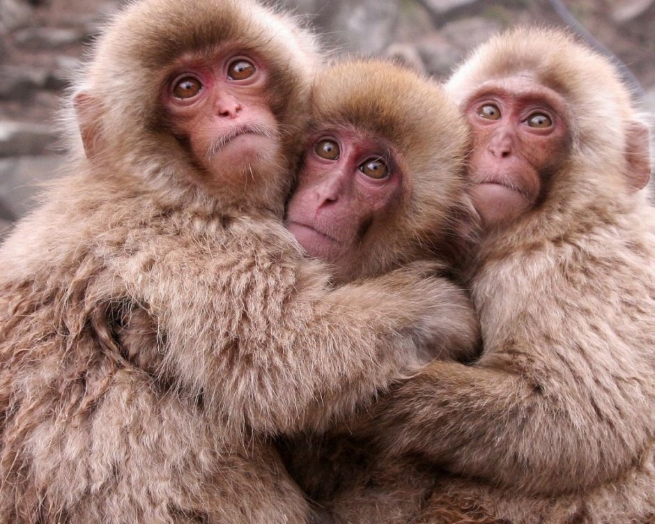 Три мартышки