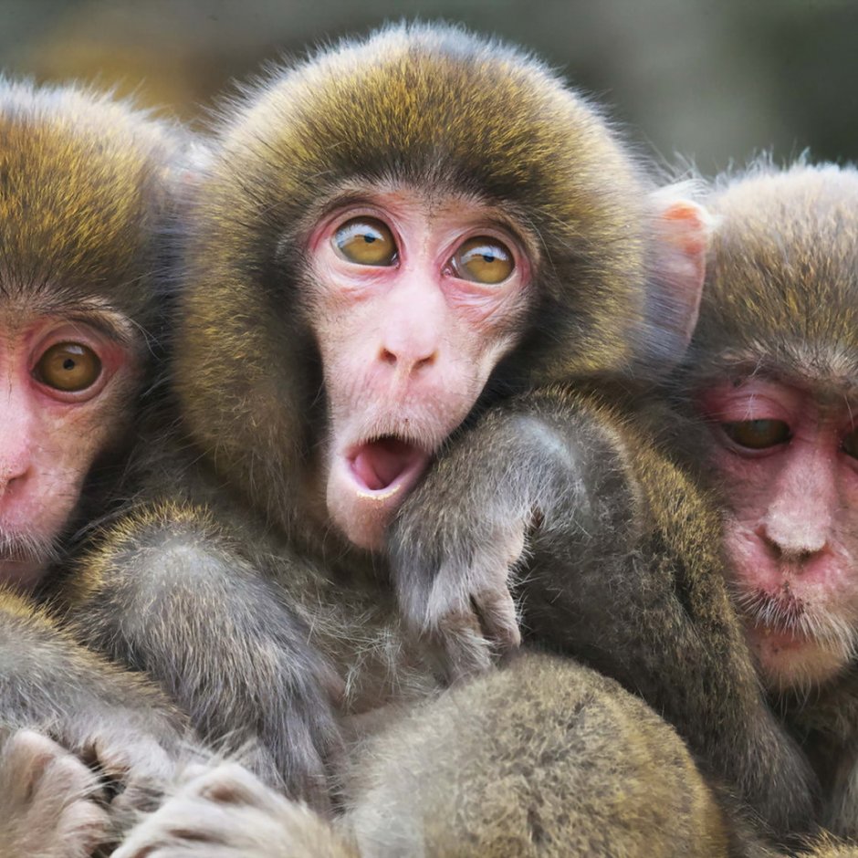 Три обезьянки