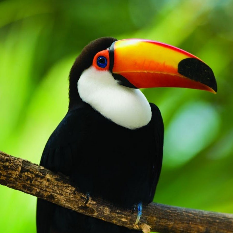 Белогрудый Тукан