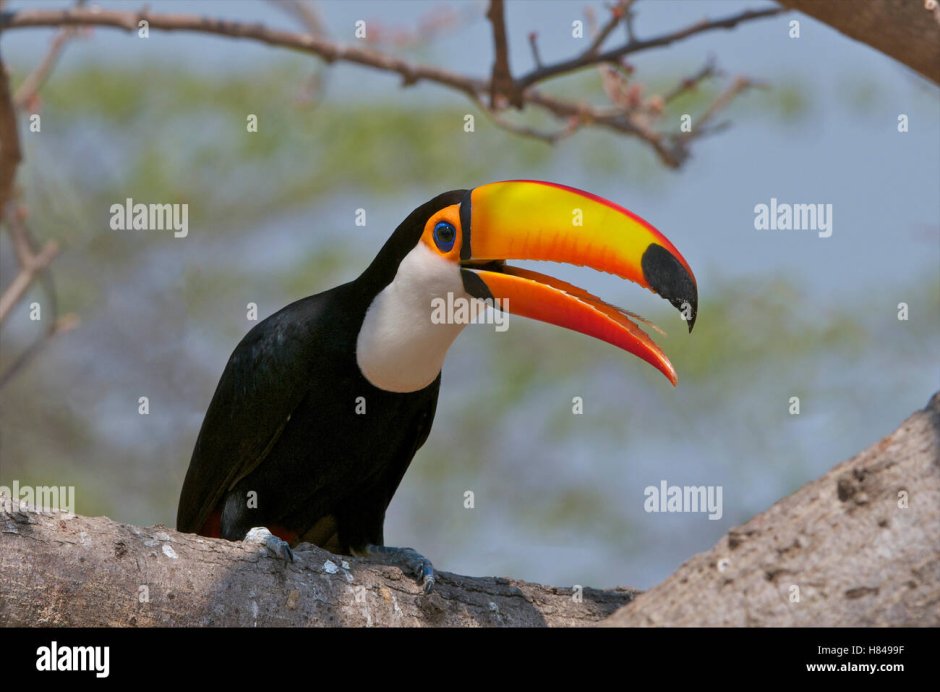 Аргентинский Тукан носорог