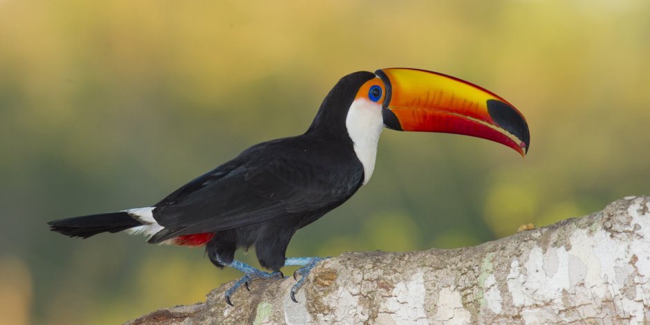 Белогрудый Тукан