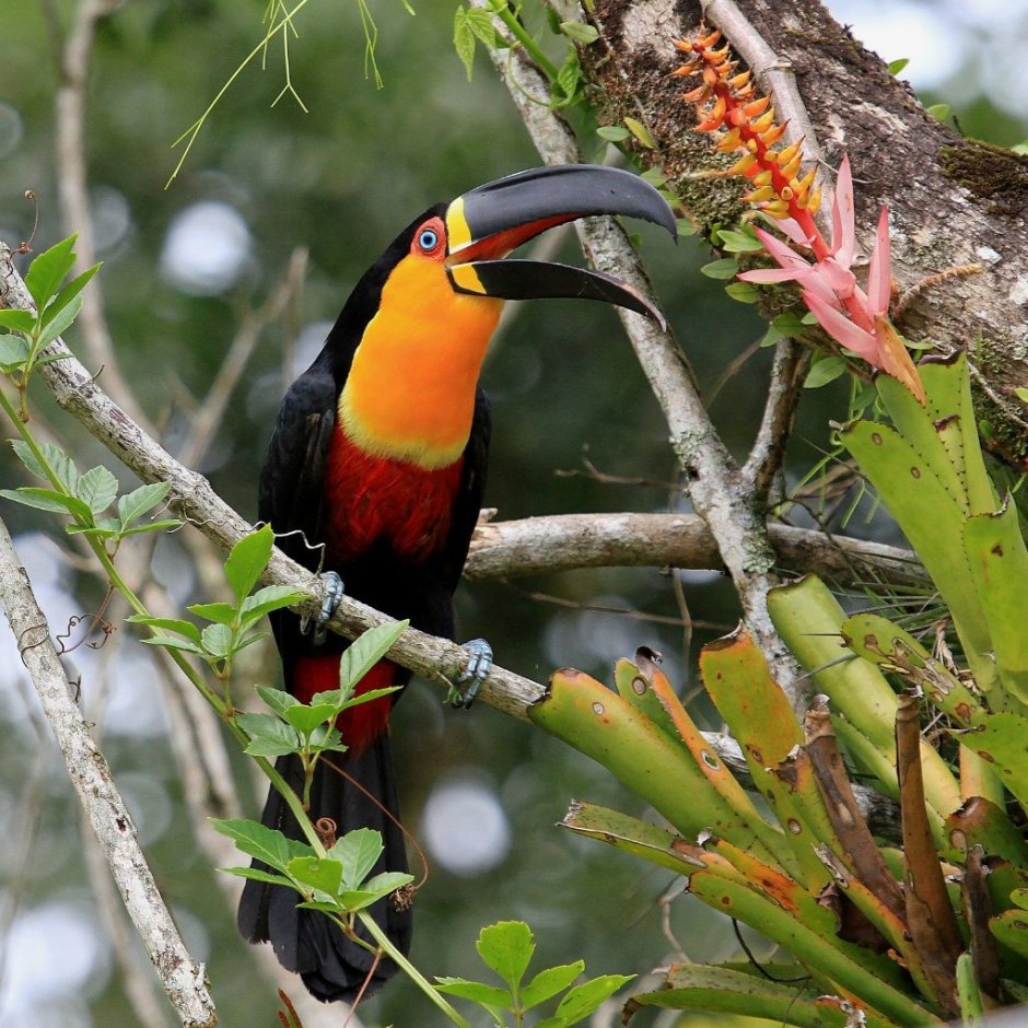 Саванна Тукан