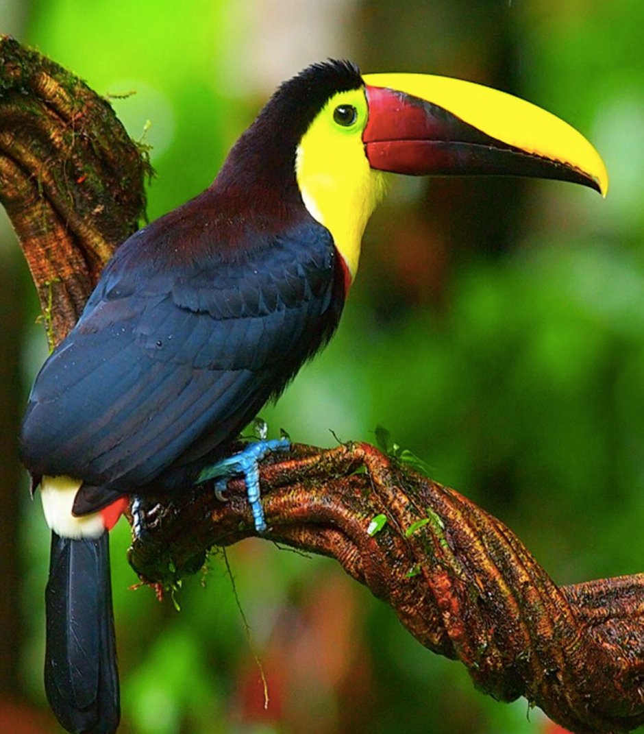 Коста Рика птичка Тукан