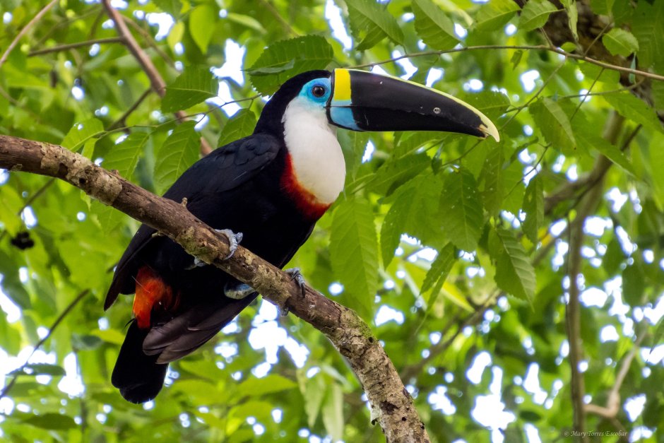 Белогрудый краснохвостый попугай