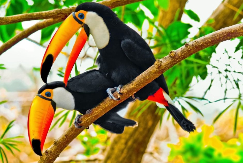 Пара Туканов