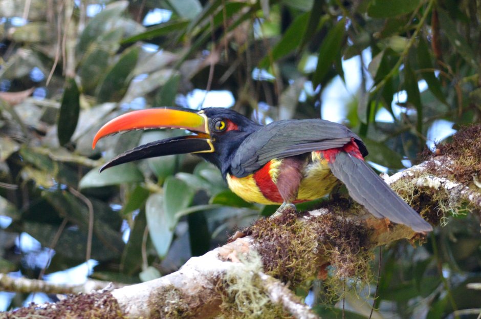 Курчавый арасари птица