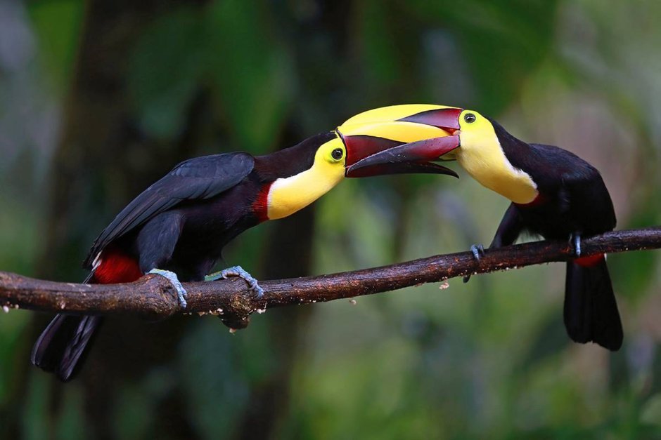 Тукановые щззхэхзжздд