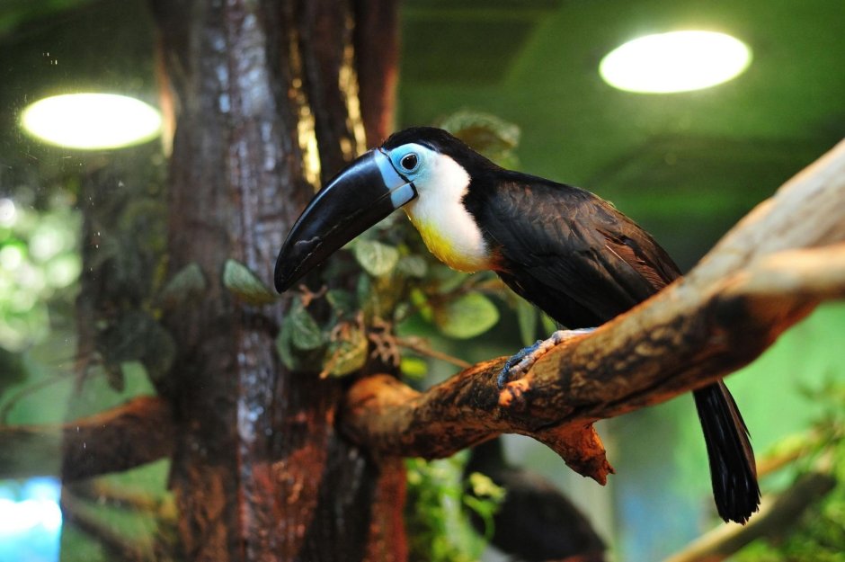 Экзотариум Тула лого