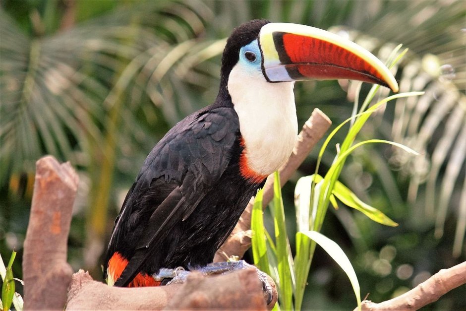 Белогрудый Тукан питание