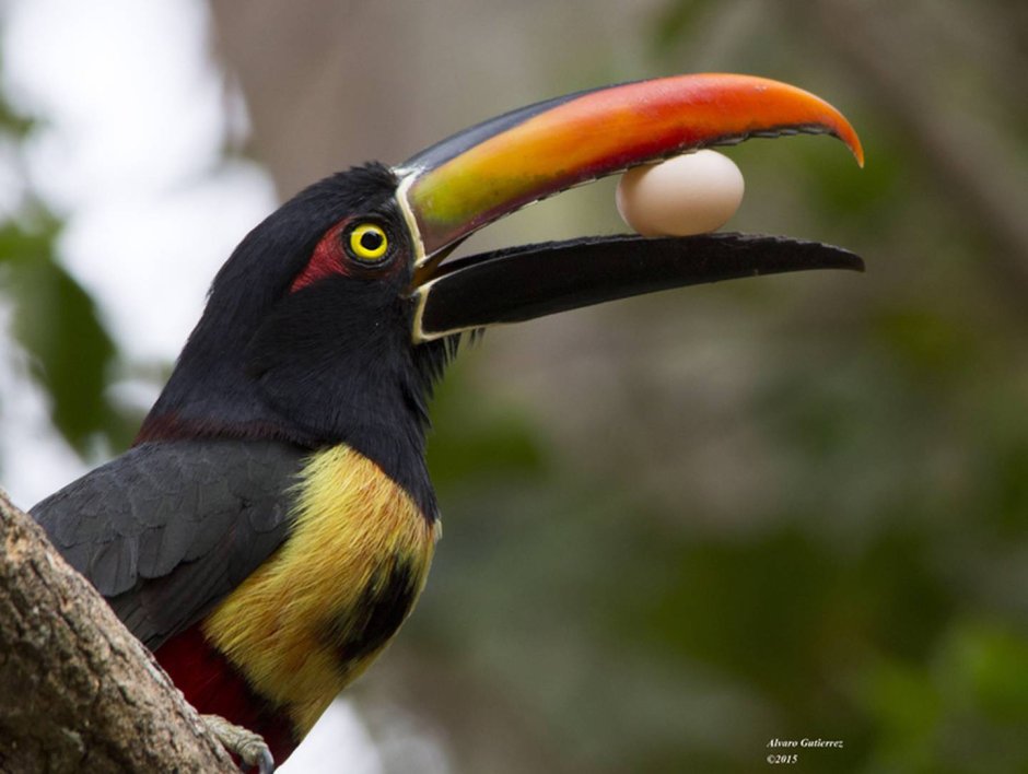 Белые обои с туканами