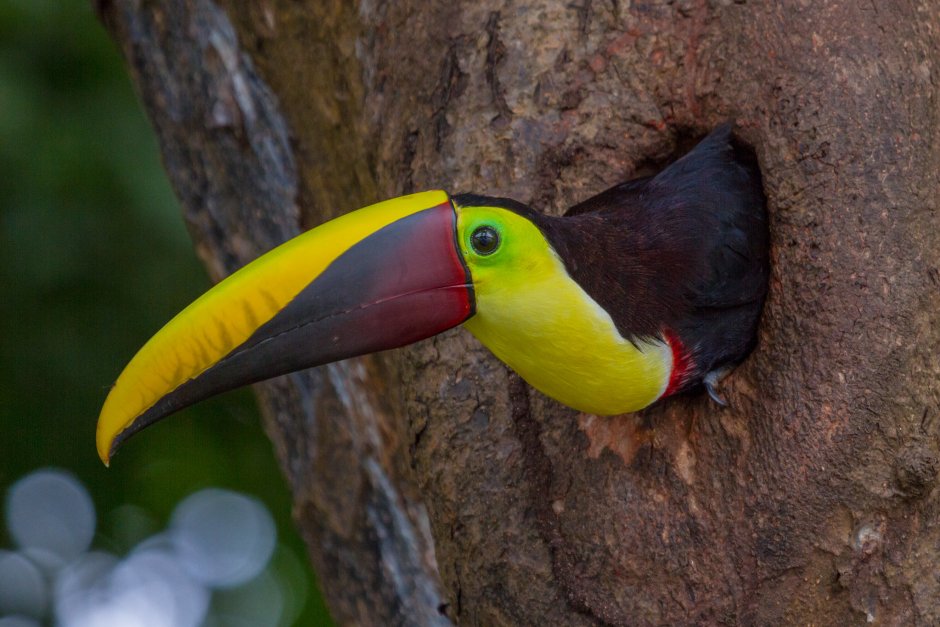 Африканский желтый Тукан
