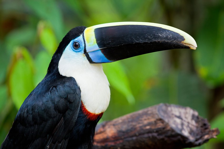 Птицы Африки Тукан