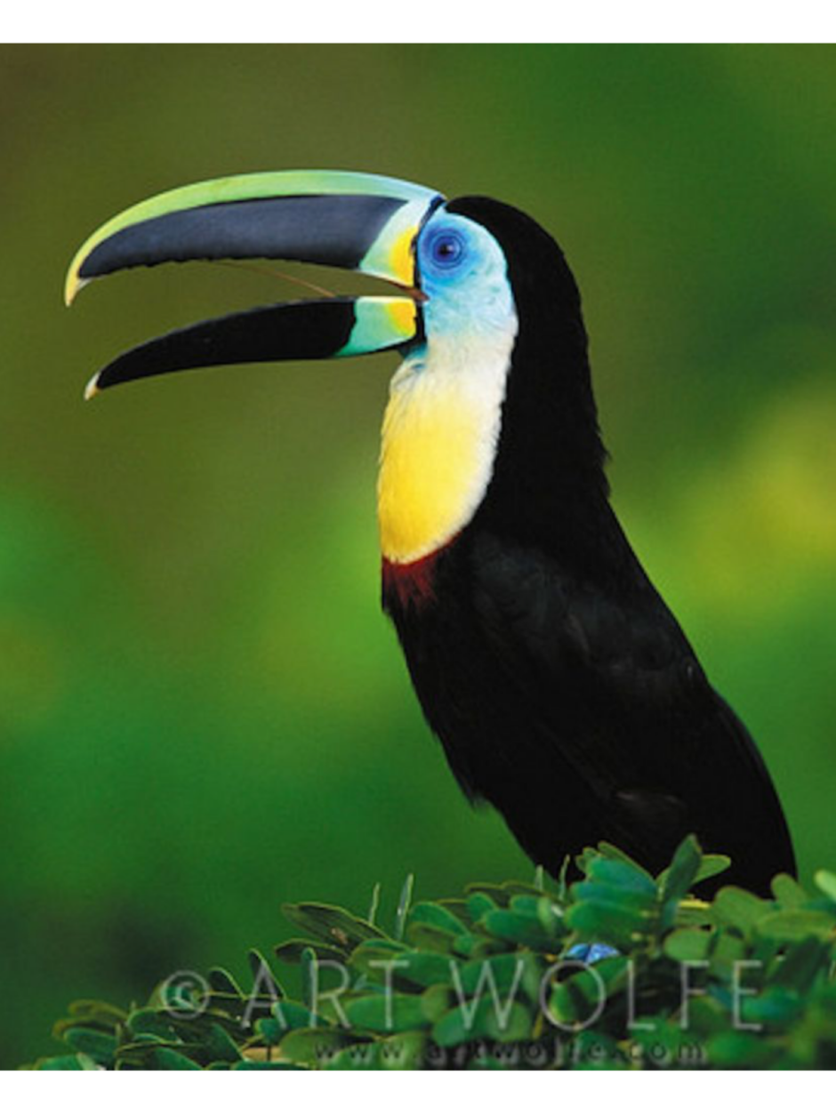 Тукан Южная Америка