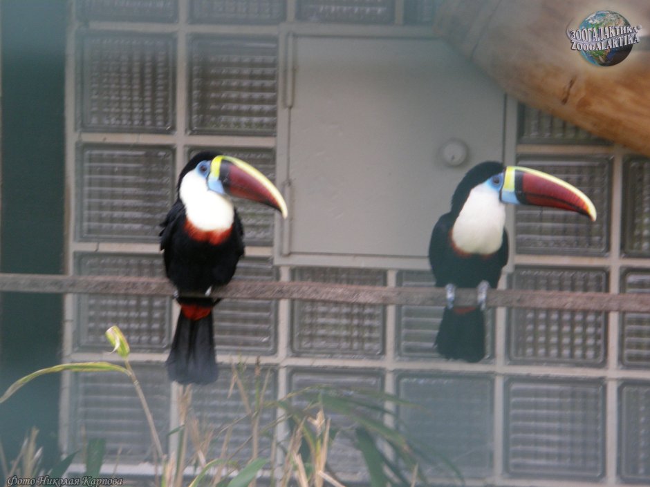 Размер белогрудый Тукан